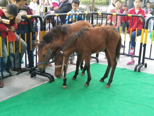 達(dá)州市蝴蝶標(biāo)本動(dòng)物標(biāo)本出租地產(chǎn)活動(dòng)方案