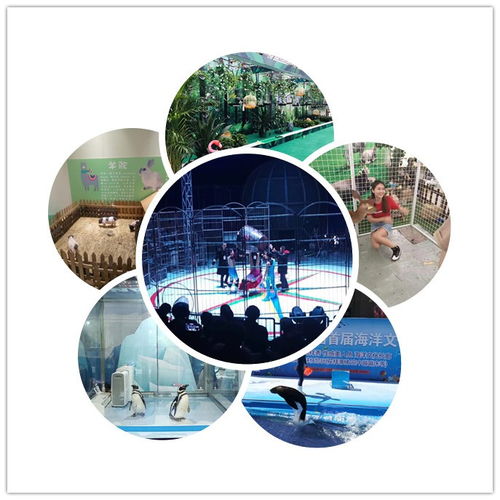 中衛市皇家馬戲團表演出租馴鹿