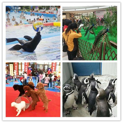 磐石市企鵝表演出租實(shí)力派公司