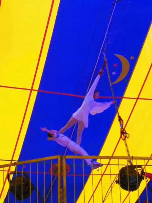 臨清斑馬出租價格歡迎來電咨詢