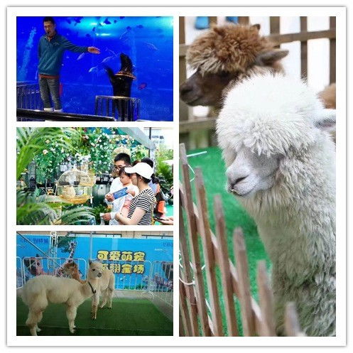 高平市當(dāng)?shù)睾＊{表演出租