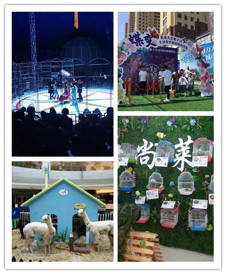 泗洪縣鸚鵡表演出租價(jià)格明細(xì)