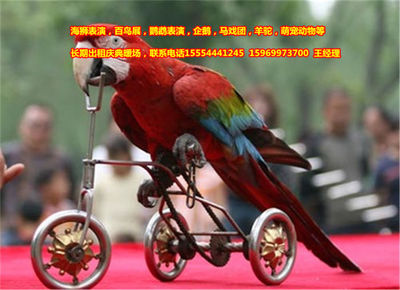 百鳥展,租賃皇家馬戲團-企匯網