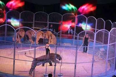 馴獸雜技演繹馬戲團表演出租 環球飛車馬戲團