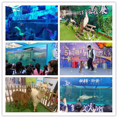 合作市海獅表演出租很是愜意