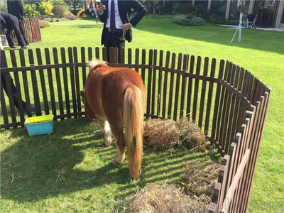 出租萌寵動物羊駝矮馬可租可售