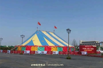 【萌寵羊駝出租-商業(yè)節(jié)目馬戲團(tuán)表演租賃百色市】詢價(jià)單