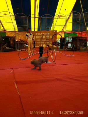 馬戲團(tuán)租賃出租馬戲團(tuán)表演的