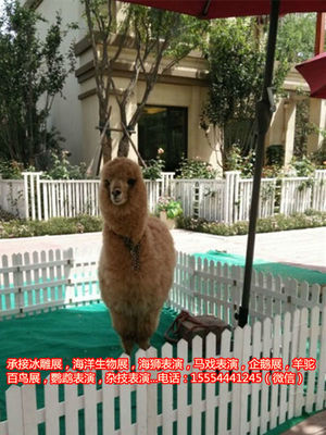 動物馬戲團表演出租