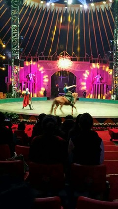 馬戲團表演出租 馬戲團演出電話