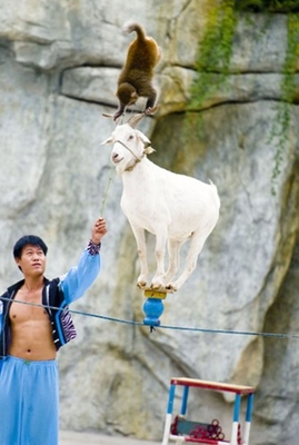 春節(jié)租賃馬戲表演甘肅省