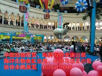 吉安市出租馬戲團雜技表演-鸚鵡表演)_志趣網(wǎng)