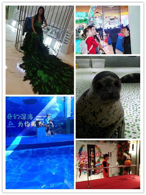 樟樹市馬戲團表演出租哪有