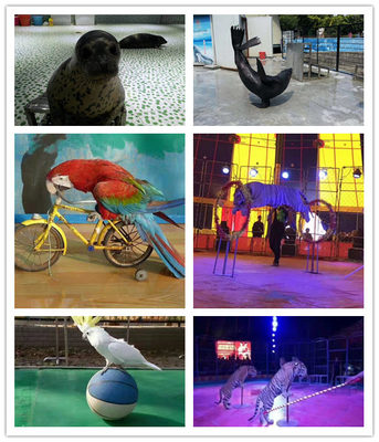 義馬市海洋展出租活體企鵝出租馬戲團