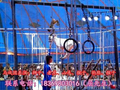 陜西省渭南市哪里有出租海獅表演、馬戲團(tuán)表演的呀!