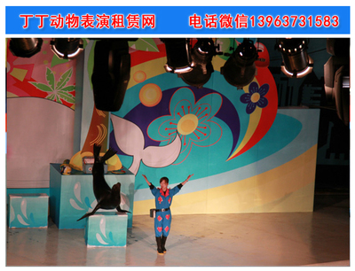 河南海獅表演出租