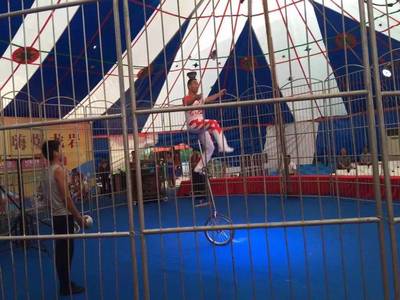 馬戲團大型馴獸表演出租 皇家大馬戲活動方案租賃