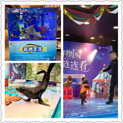 徐州市馬戲團(tuán)表演出租檔期充足哪里有