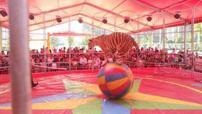 大型馬戲團(tuán)河南南陽市大型馬戲團(tuán)租賃價格