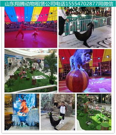 高密馬戲團(tuán)出租活動現(xiàn)場氣氛爆棚