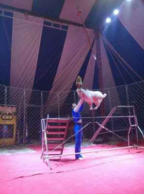 大型馬戲團(tuán)表演陜西銅川市大型馬戲團(tuán)表演出租報(bào)價(jià)