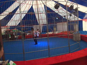 成都美人魚(yú)表演租賃合作流程