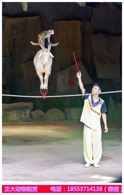 廣東附近小動(dòng)物出租百鳥(niǎo)展租賃_山東正大動(dòng)物租賃 - 商國(guó)互聯(lián)網(wǎng)