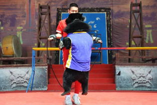 出租小馬戲表演現(xiàn)場(chǎng)人氣爆棚興義市