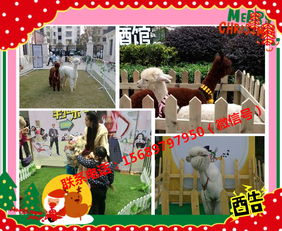 馬戲團(tuán)表演出租六安市