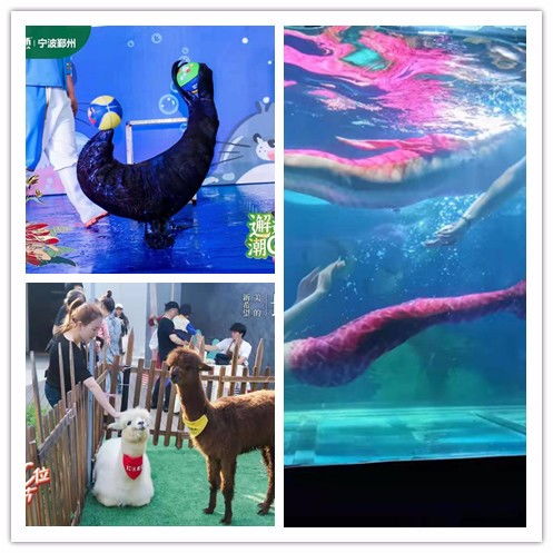 朝陽(yáng)市美人魚(yú)表演出租閃亮登場(chǎng)可以互動(dòng)