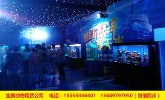 專業出租馬戲團表演安徽省人員雜技租賃