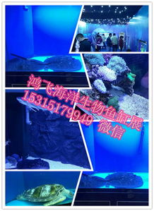 周邊地新野縣,出租馬戲團(tuán)表演羊駝出租的價(jià)格