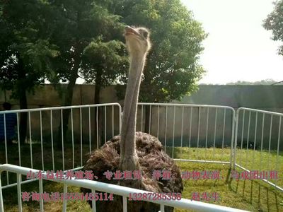 西安哪里可以出租經(jīng)典馬戲團(tuán)表演