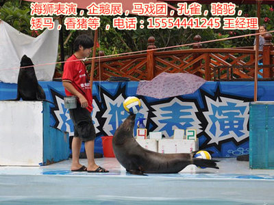 租賃海獅表演、馬戲團(tuán)表演、-嘉興市