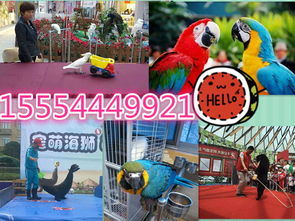 寧強縣專業(yè)海獅表演、海洋生物展及冰雕展出租賃服務詳情